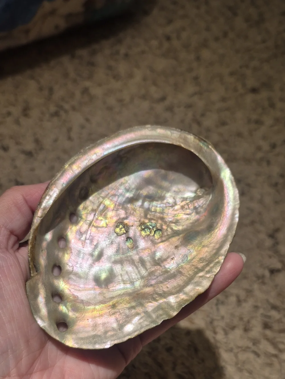 Natural Iridescent Abalone Shell Display - Multi-Pearl Finish